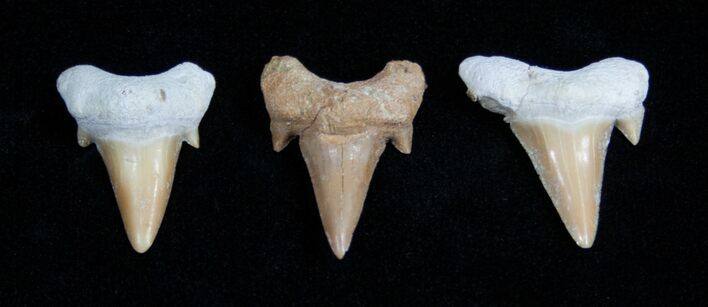 Small Otodus Fossil Shark Teeth #1752